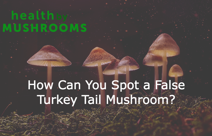How Can You Spot a False Turkey Tail Mushroom featured image