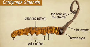 cordyceps fruiting body