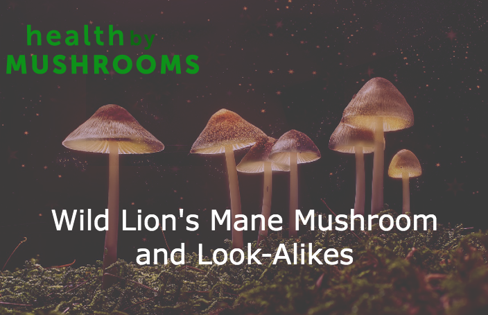 Wild Lion's Mane Mushroom and Look-Alikes