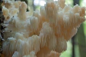 bears head tooth mushroom