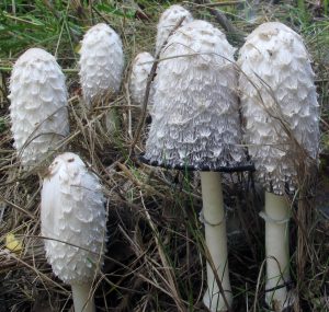 coprinus comatus shaggy mane mushroom-min