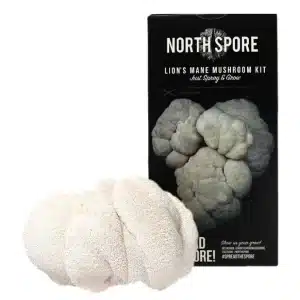 north spore lion's mane grow kit