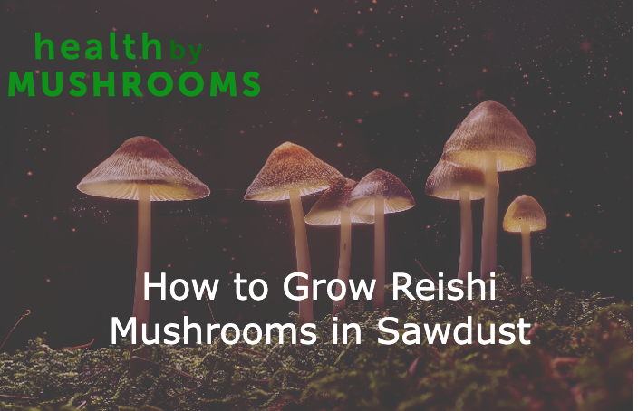 How to Grow Reishi Mushrooms in Sawdust
