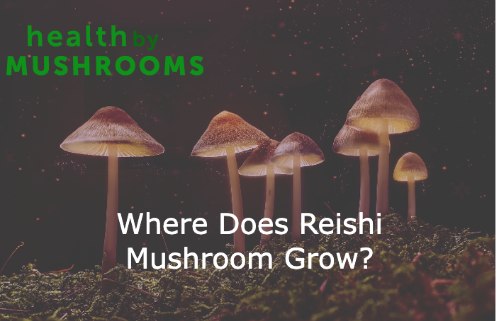 Where Does Reishi Mushroom Grow?