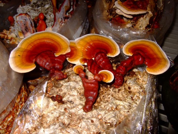 Reishi Mushroom Lookalikes Health By Mushrooms