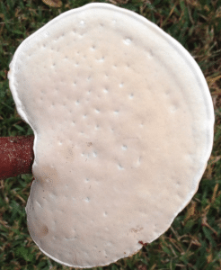 underside of reishi mushroom