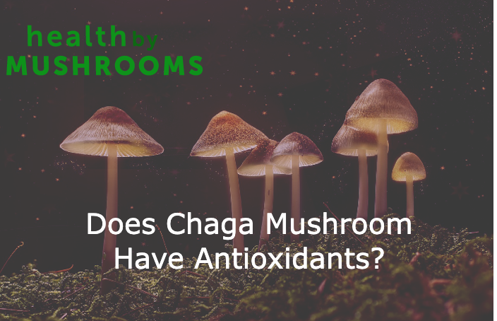 Does Chaga Mushroom Have Antioxidants?