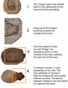 stages of chaga mushroom growth