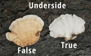 underside comparison of turkey tail and false turkey tail