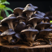 Black Trumpet Mushroom | Our Quick Guide