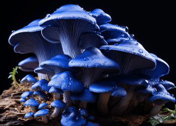 Blue Oyster Mushroom: A Deep Dive