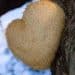 Can You Take Lion’s Mane Mushroom While Breastfeeding?