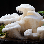 Can you take lion's mane mushroom at night?