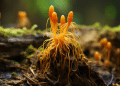 Cordyceps For Kidneys | The Benefits