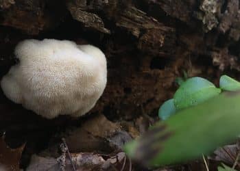 How to Clean Lion’s Mane Mushroom