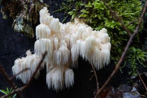 How to Cook Lion’s Mane Mushroom