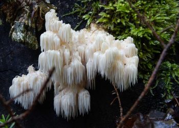 How to Cook Lion’s Mane Mushroom