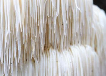 How to Grow Lion’s Mane Mushrooms