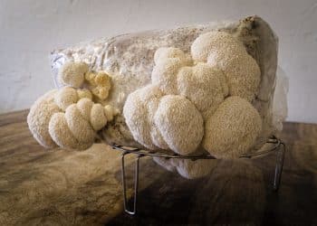 How to Store Lion’s Mane Mushrooms