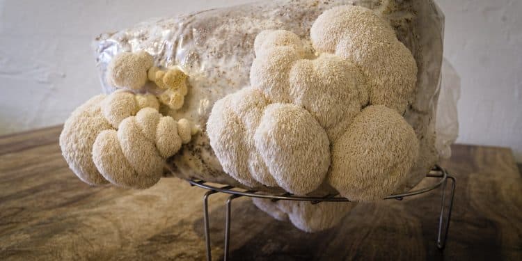 How to Store Lion’s Mane Mushrooms