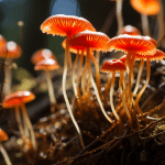 Is Cordyceps Psychedelic? The Answer Might Surprise You
