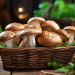 Is Eating Mushrooms Good For You? Let's Find Out