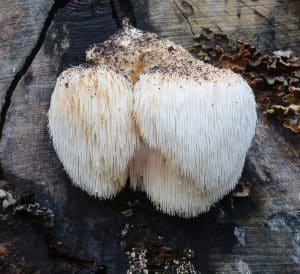 Is Lion's Mane Psychedelic?