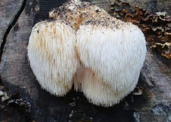 Is Lion's Mane Psychedelic?