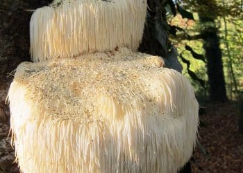 Is Lion’s Mane Safe During Pregnancy?