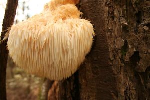 Lion’s Mane Fruiting Body | What Is It? And Is It Better Than Mycelium?