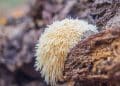 Lion’s Mane Mycelium