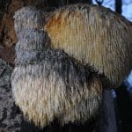 Lion’s Mane Properties | An Incredible Fungi