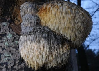 Lion’s Mane Properties | An Incredible Fungi