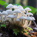 Shaggy Mane Mushroom | What You Need to Know