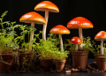 What Are The Stages of Mushroom Growth?