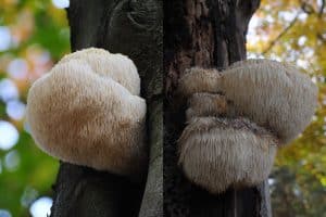 What Does Lion’s Mane Mushroom Taste Like?