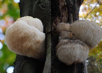 What Does Lion’s Mane Mushroom Taste Like?