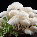 Where to Buy Lions Mane Mushroom? 6 Best Options Here