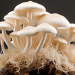 Actual Research Findings of Lions Mane Mushroom Benefits