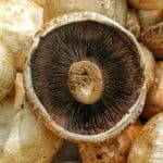 Are Shiitake Mushroom Stems Poisonous?