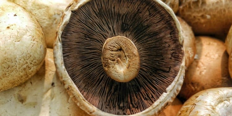 Are Shiitake Mushroom Stems Poisonous?