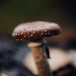 Shiitake Mushrooms For Diabetes: Are They Really Any Good?