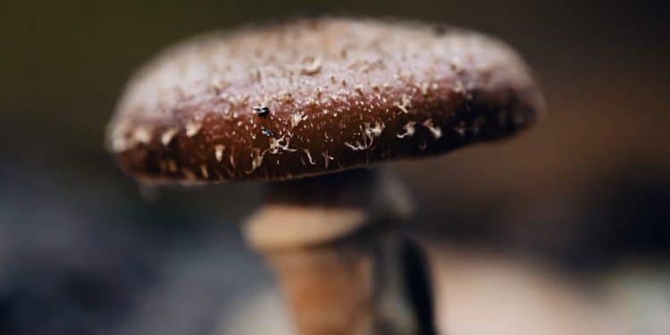 Shiitake Mushrooms For Diabetes: Are They Really Any Good?