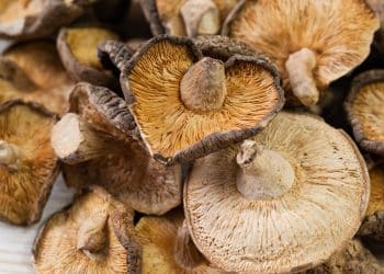 Are Shiitake Mushrooms Psychedelic?
