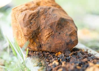 Can Chaga Mushroom Cure Cancer?