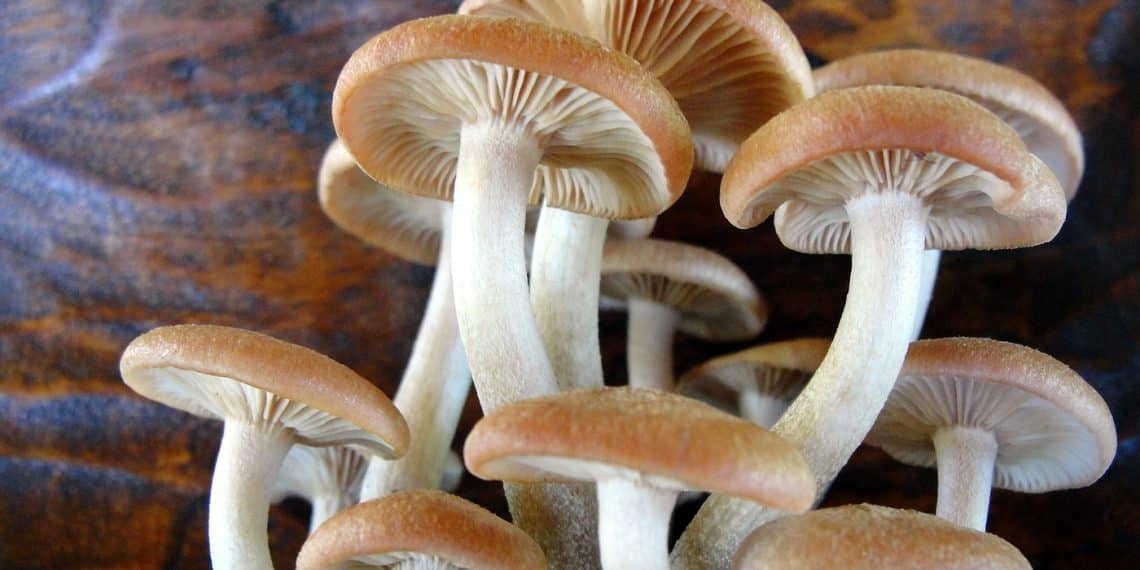 Can Dogs Eat Shiitake Mushrooms? Health By Mushrooms