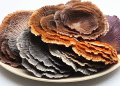Can I Cook with Turkey Tail Mushroom?