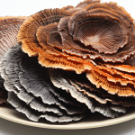 Can I Cook with Turkey Tail Mushroom?