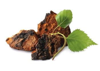 Can You Eat Chaga Mushroom Raw?