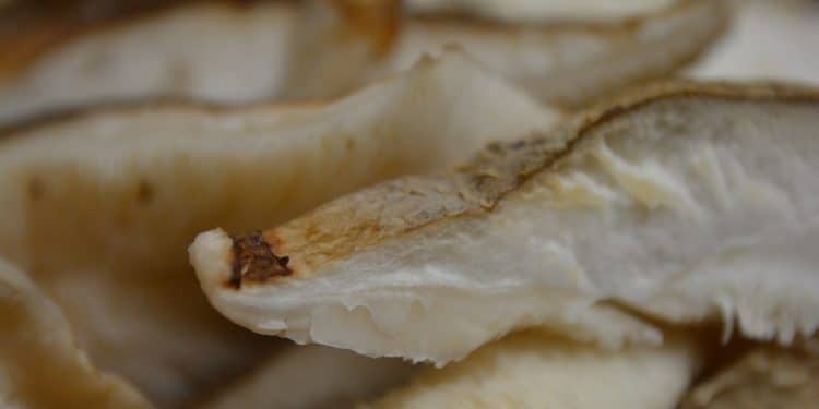 Can You Eat Shiitake Mushrooms While Pregnant?